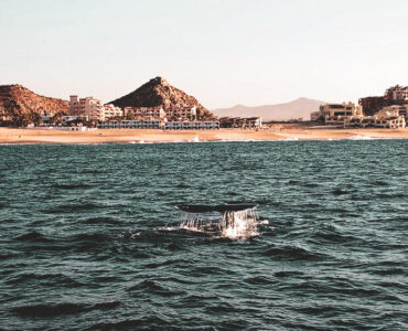 whale watching in Cabo