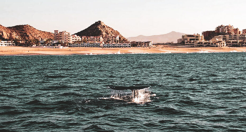 whale watching in Cabo