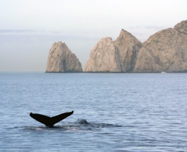 Amazing Whale Watching Tour in Los Cabos