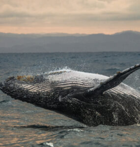 cabo san lucas whale watching tours