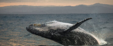 cabo san lucas whale watching tours