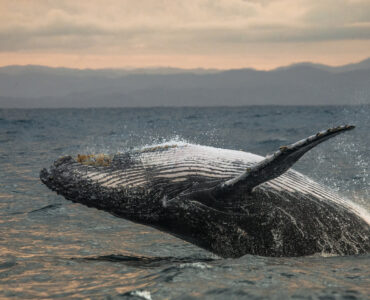 cabo san lucas whale watching tours