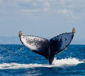 whale watching cabo tours
