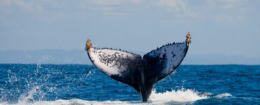 whale watching cabo tours