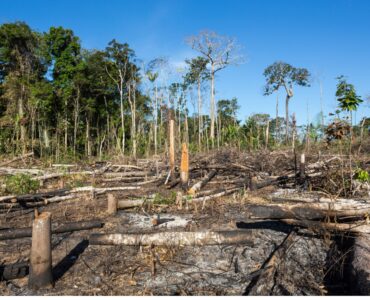 deforestación