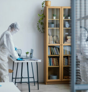 mold removal services