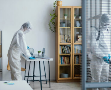 mold removal services