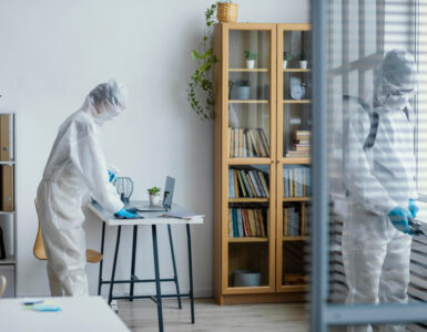 mold removal services