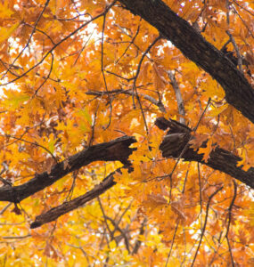 affordable restaurant insurance plans Florida